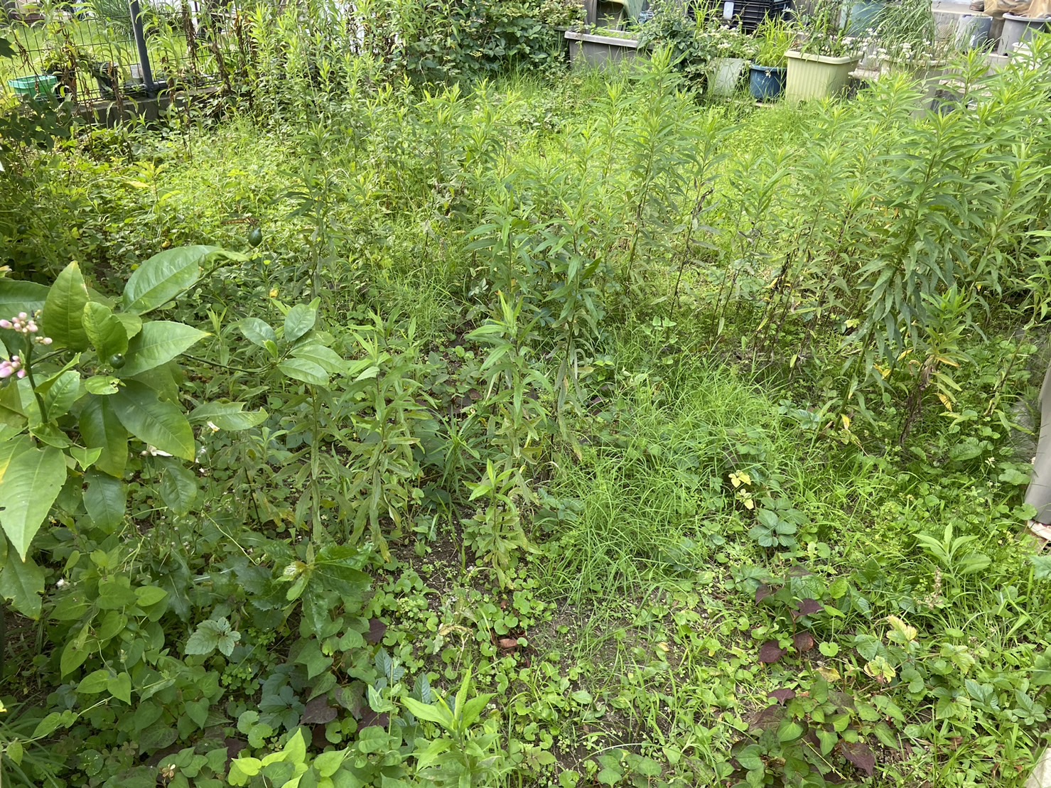 市川市行徳で35㎡の庭の草むしり